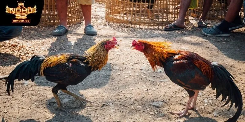 Sử dụng những chiến kê phù hợp nhất