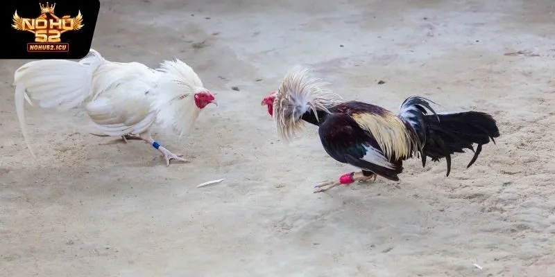 Đá Gà Cựa Dao - Bộ Môn Dành Cho Người Giàu Kinh Nghiệm 3 Cách chơi và luật chơi của hình thức cá cược đá gà